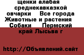 щенки алабая ( среднекавказкой овчарки) - Все города Животные и растения » Собаки   . Пермский край,Лысьва г.